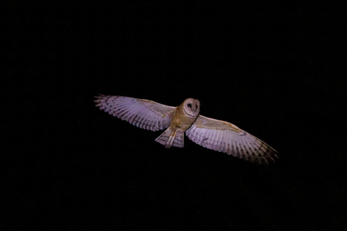 Barn Owl - Gustavo Dallaqua