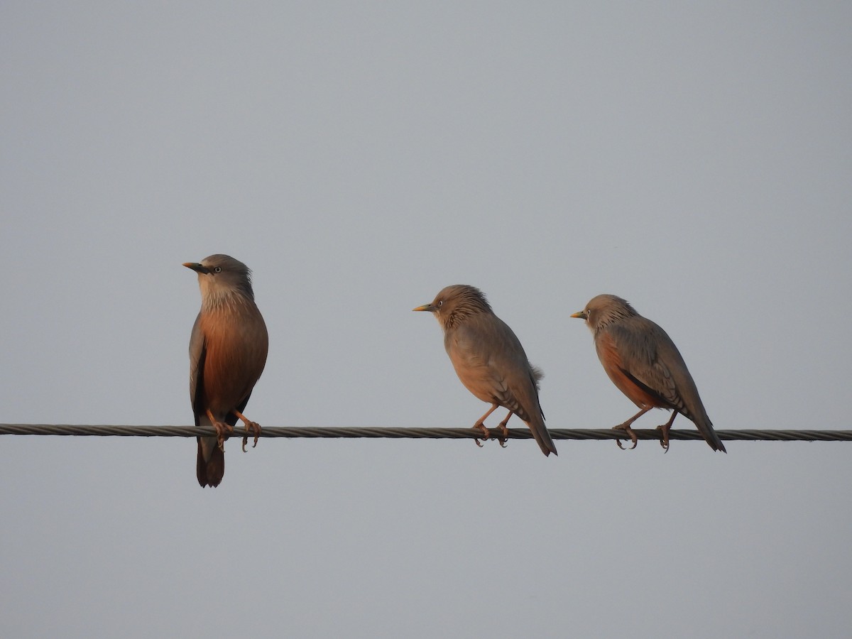 Chestnut-tailed Starling - ravi patel