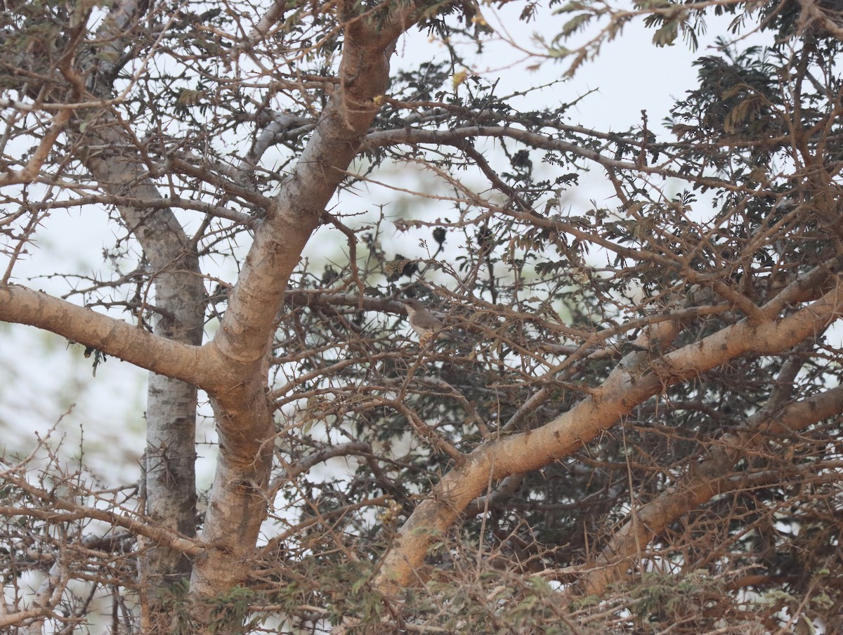 Lesser Whitethroat - ML611386063