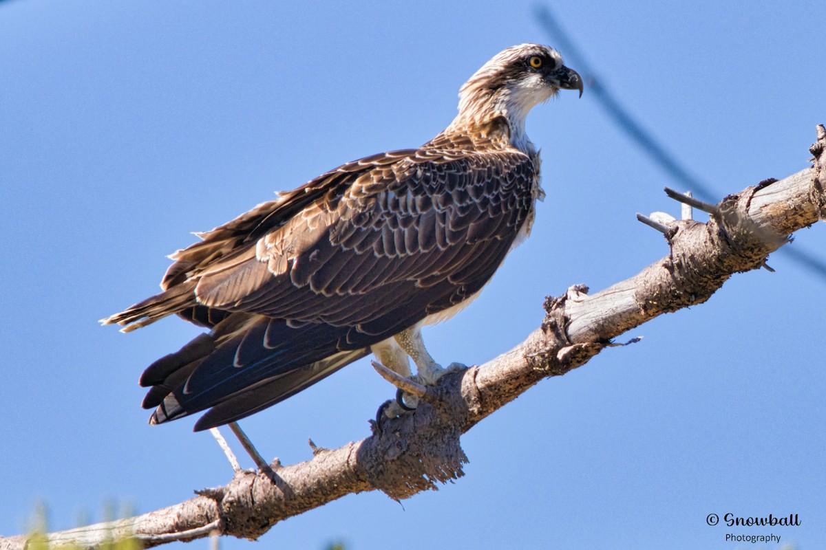 Osprey - ML611386085