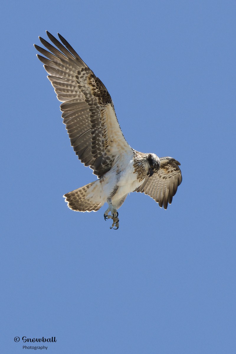 Osprey - ML611386100