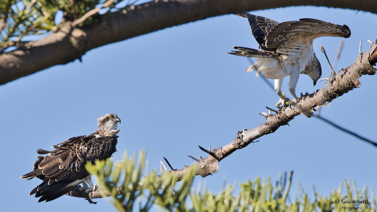 Osprey - Martin Snowball