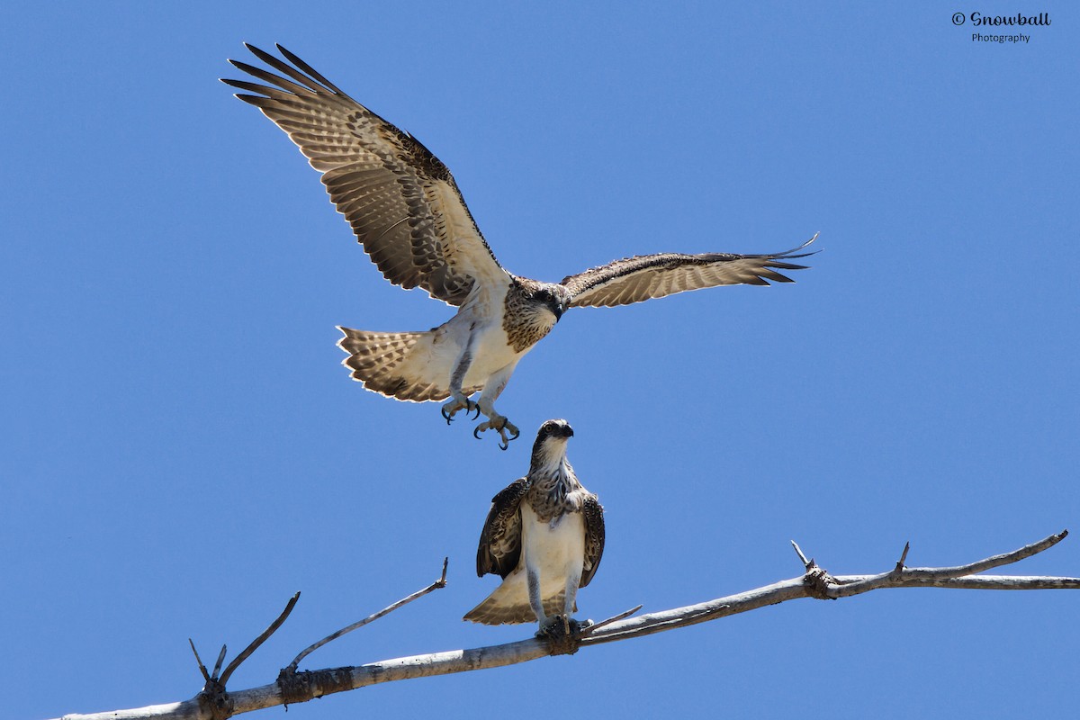 Osprey - ML611386109