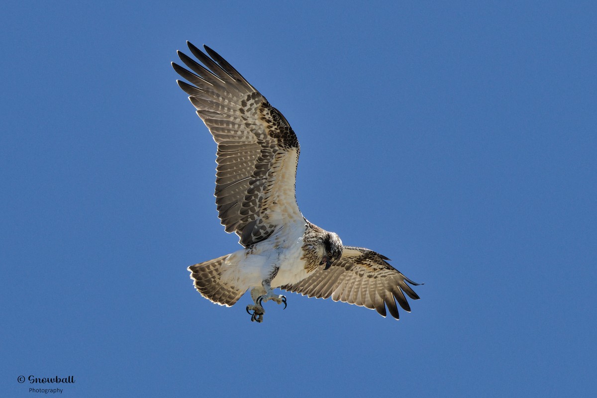 Osprey - ML611386110