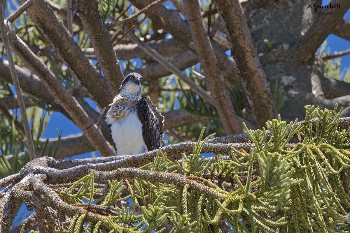 Osprey - ML611386111