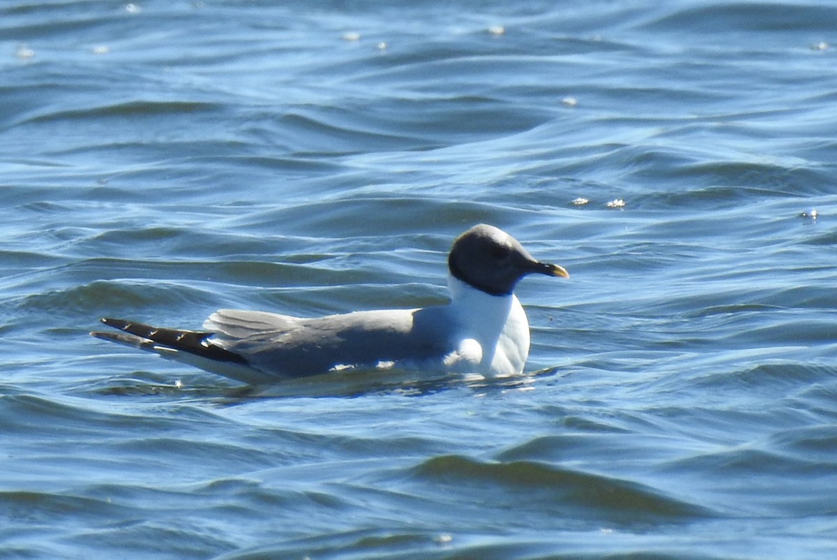 Sabine's Gull - ML611386112