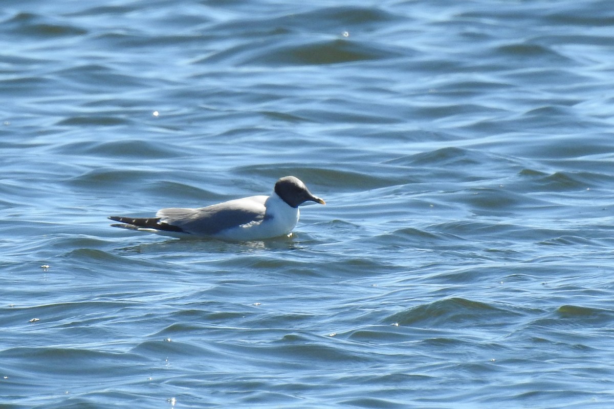 Sabine's Gull - ML611386113