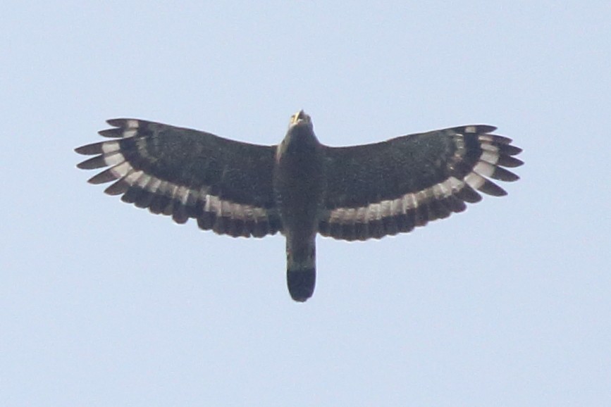 Crested Serpent-Eagle - Meng Mee Lim