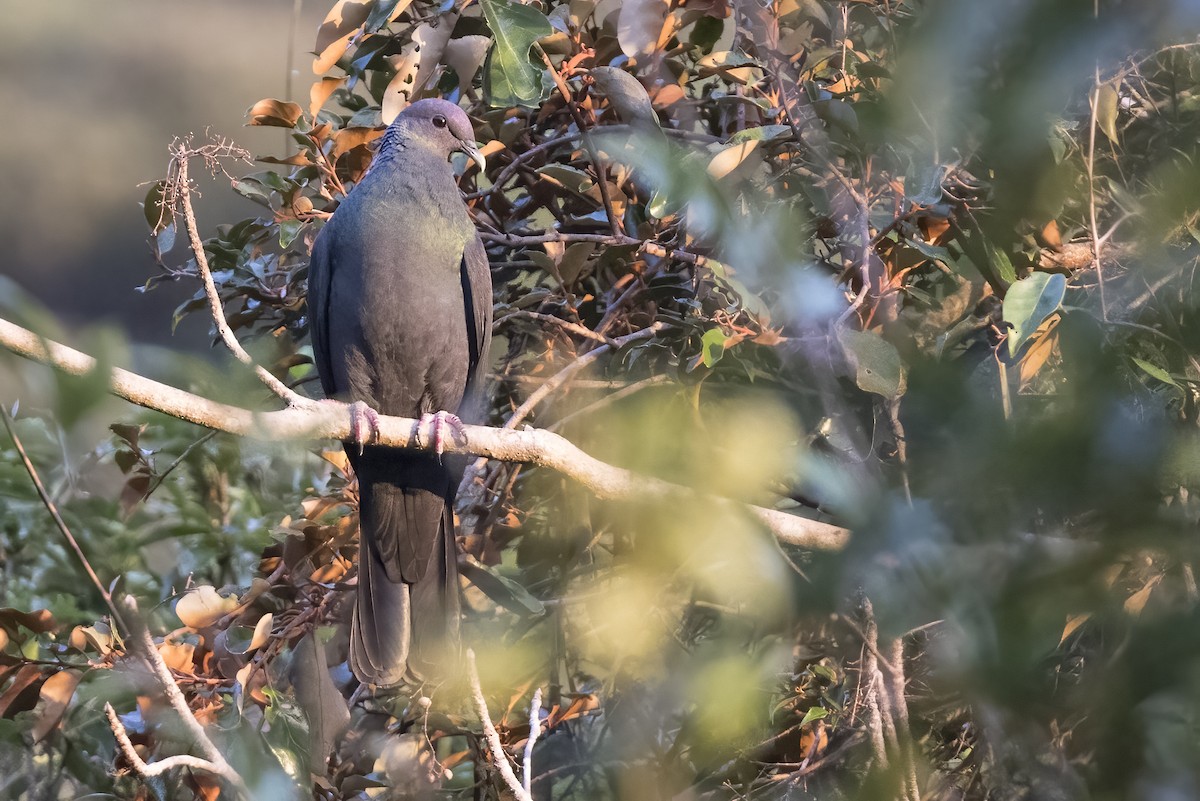 Black Wood-Pigeon - ML611386130
