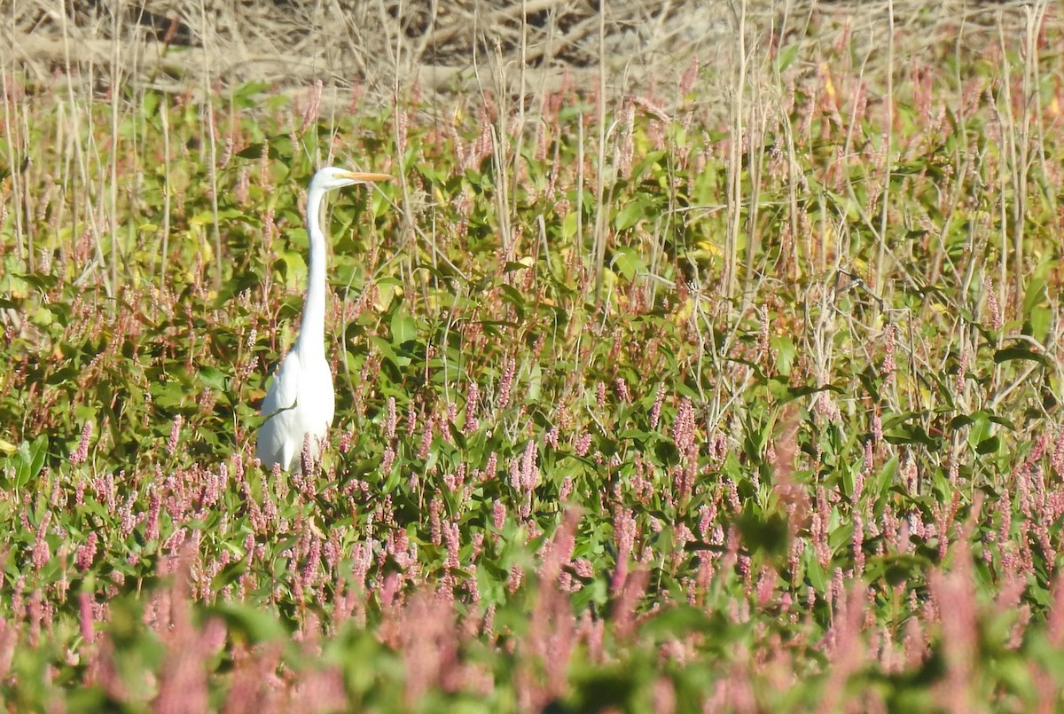 Great Egret - ML611386137