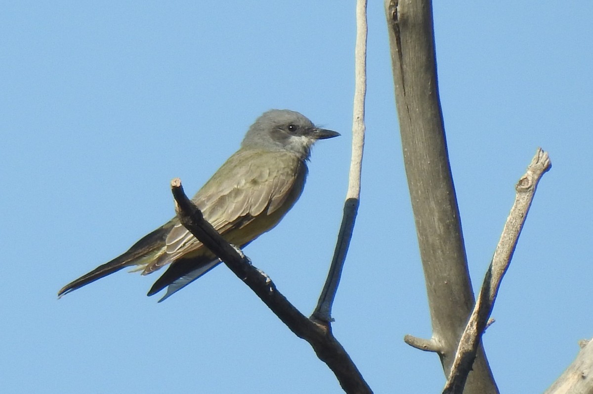 Cassin's Kingbird - ML611386138