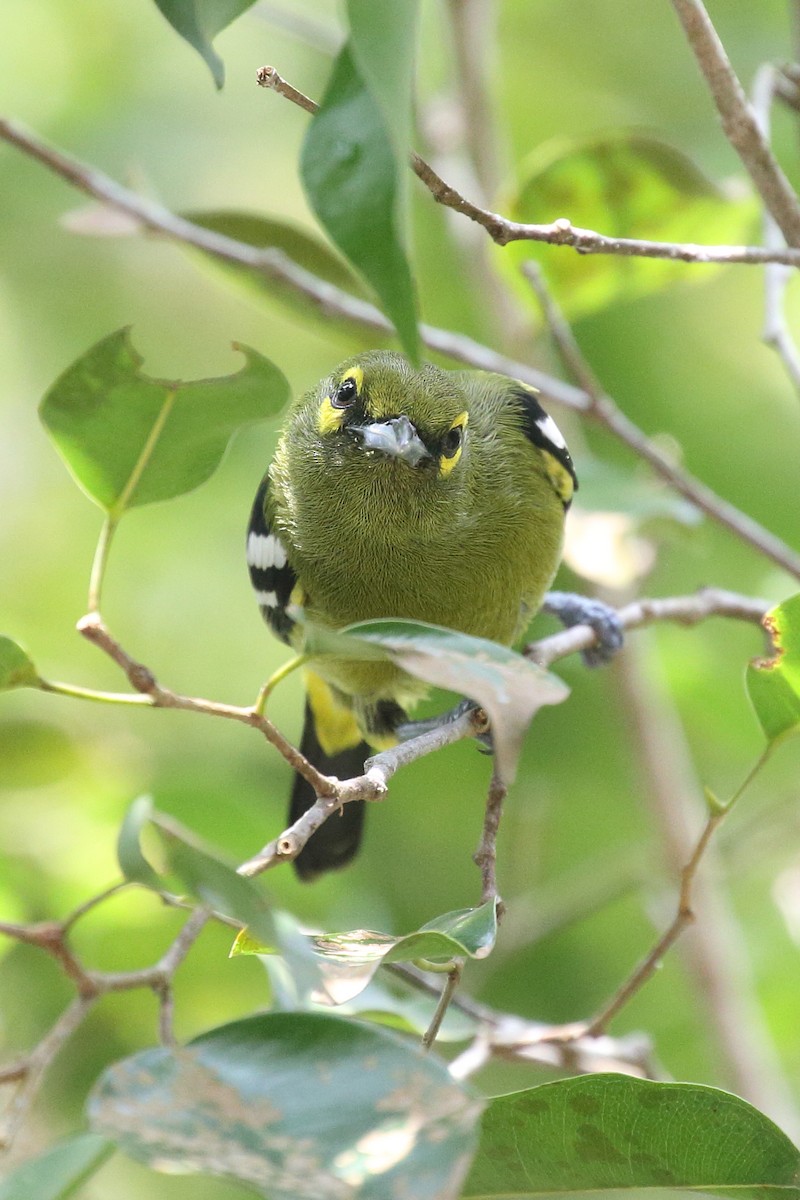 Green Iora - Meng Mee Lim