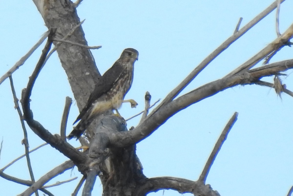 dřemlík tundrový (ssp. columbarius) - ML611386156