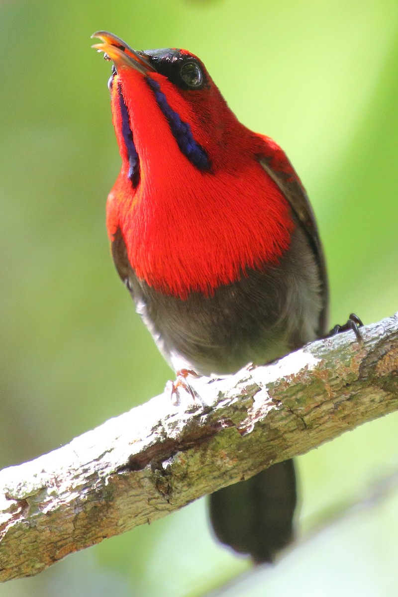 Crimson Sunbird - Meng Mee Lim