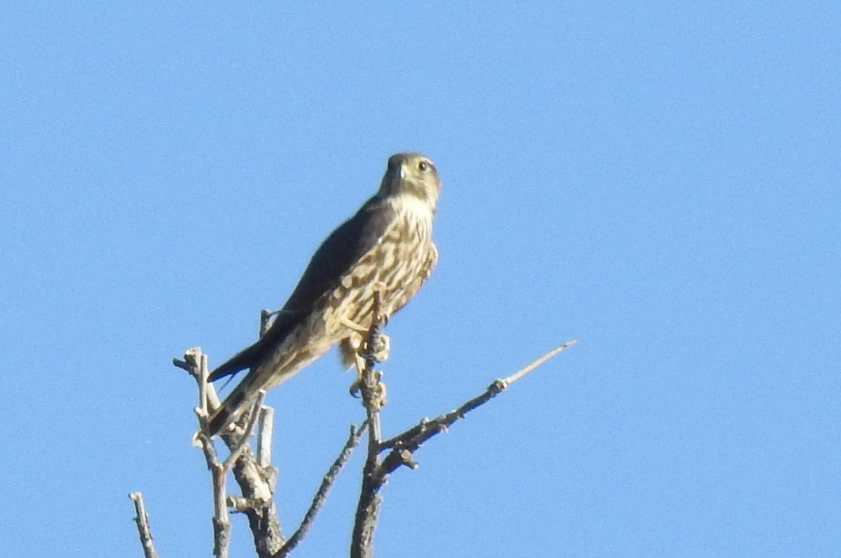 コチョウゲンボウ（columbarius） - ML611386164