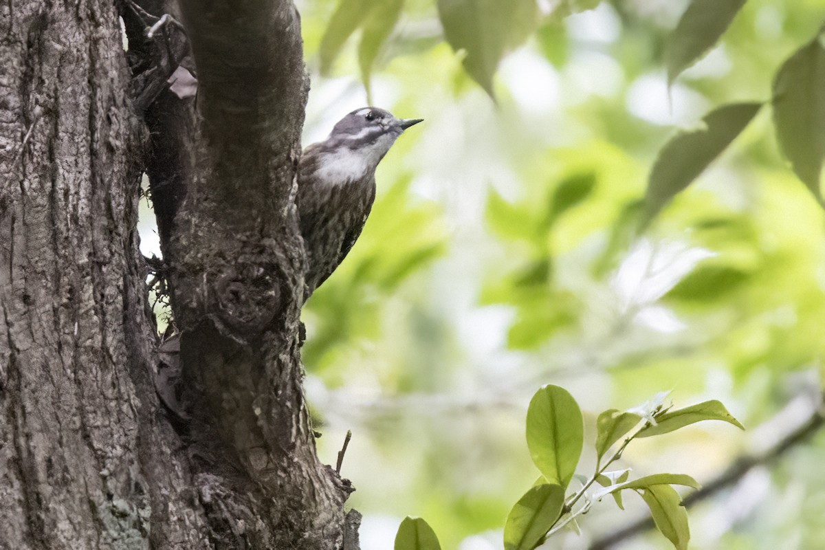 Japanese Pygmy Woodpecker - ML611386168