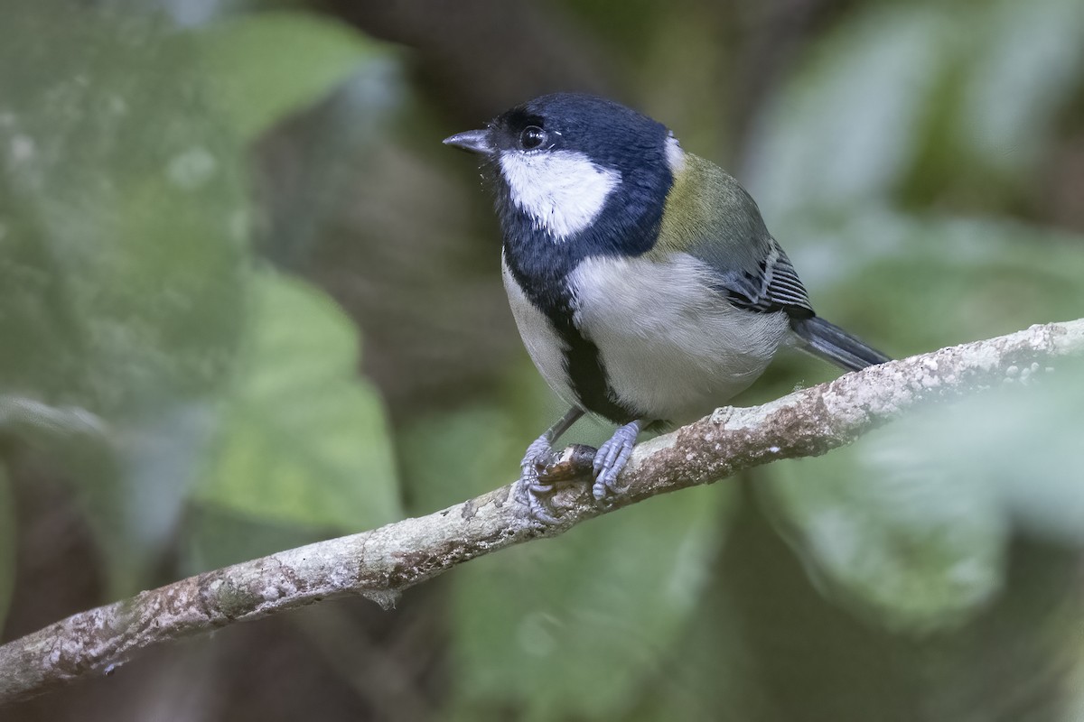 Japanese Tit (Amami) - ML611386174