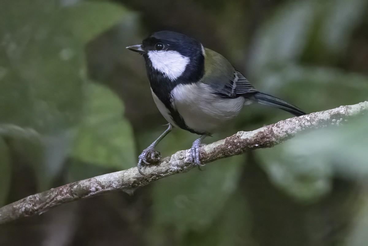 Japanese Tit (Amami) - ML611386177