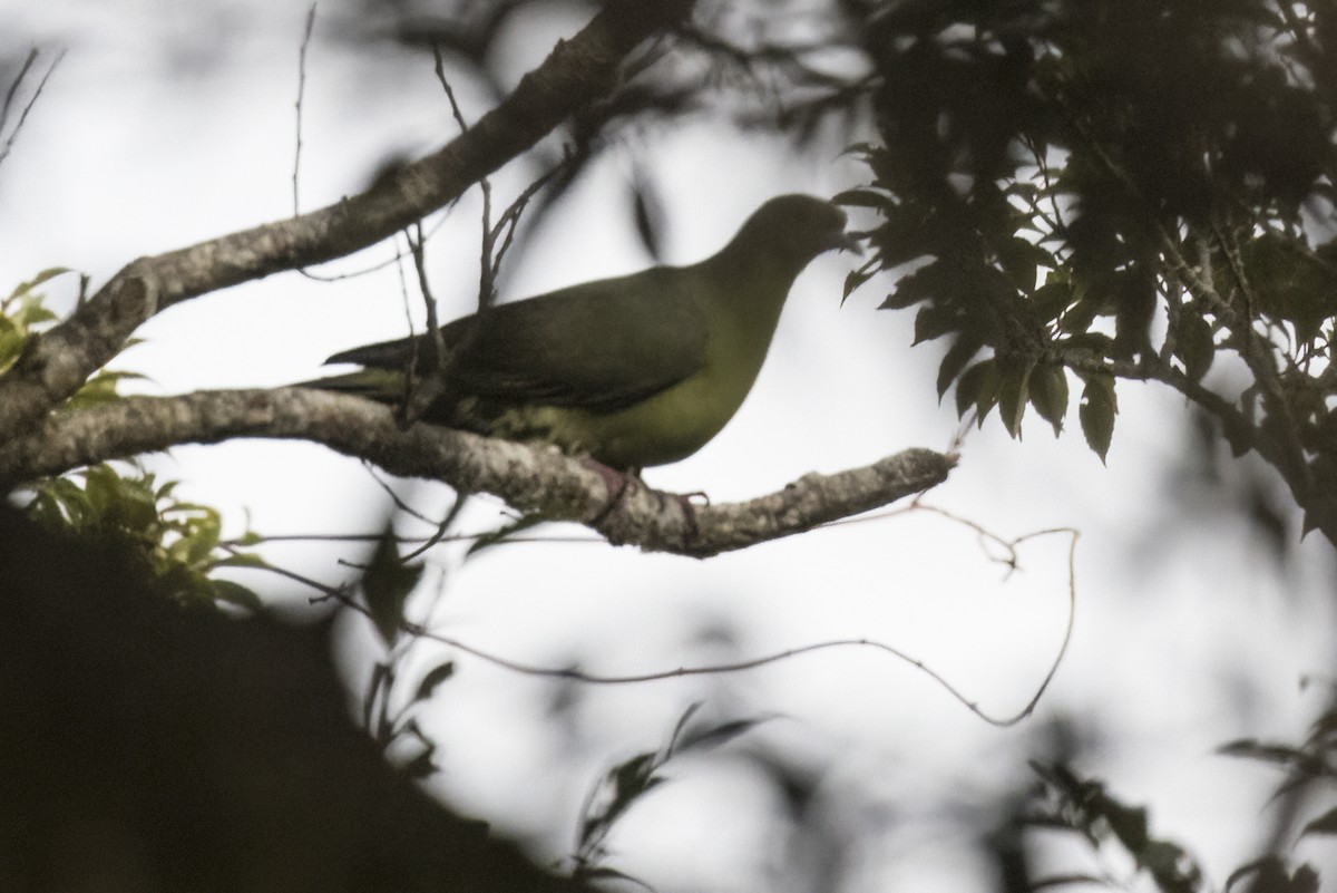 Whistling Green-Pigeon (Ryukyu) - ML611386180