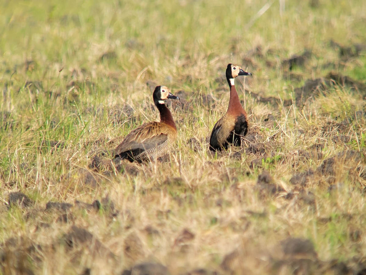 White-faced Whistling-Duck - ML611386195