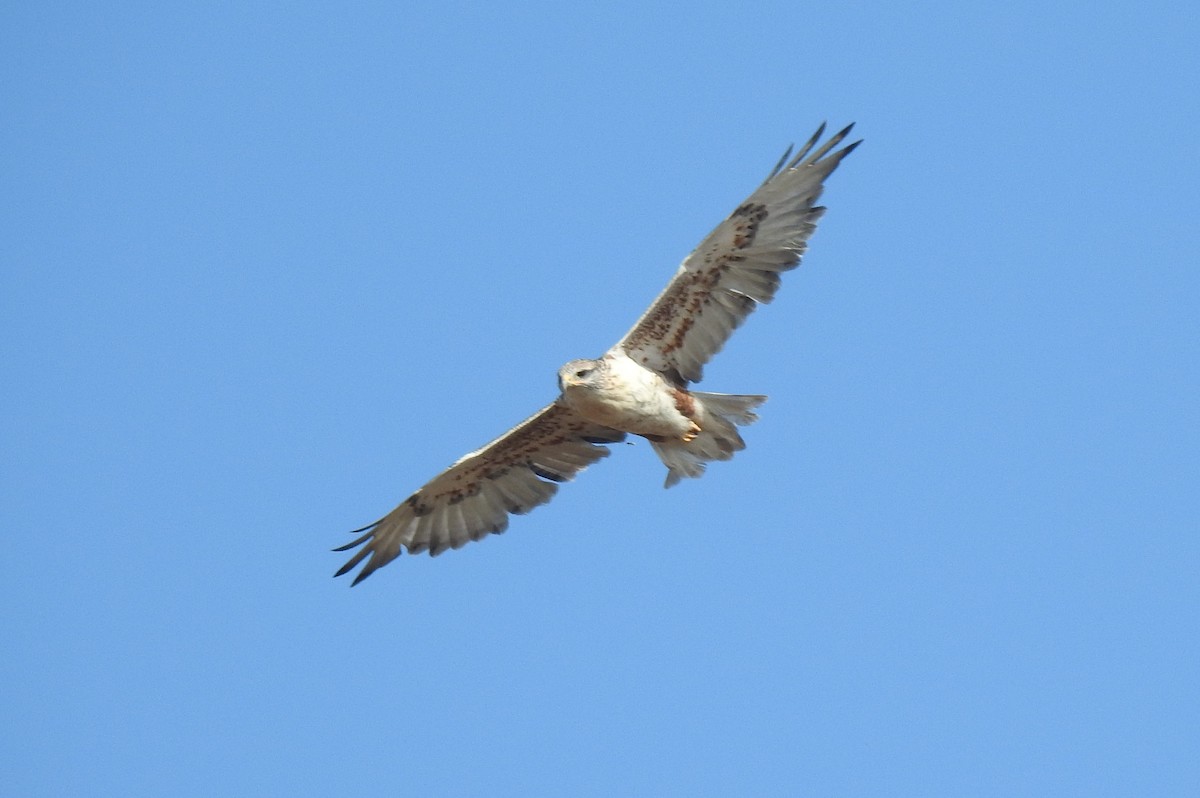 Ferruginous Hawk - ML611386226