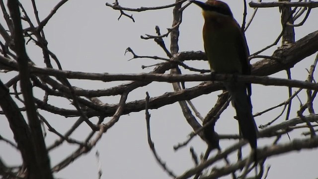 Blue-tailed Bee-eater - ML611386266