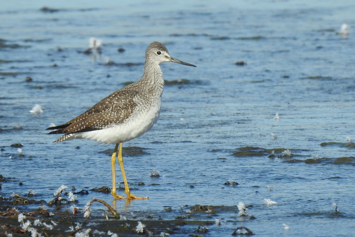 Greater Yellowlegs - ML611386325