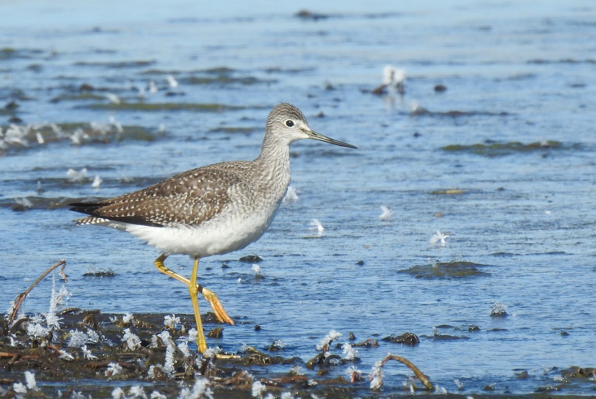 Greater Yellowlegs - ML611386326