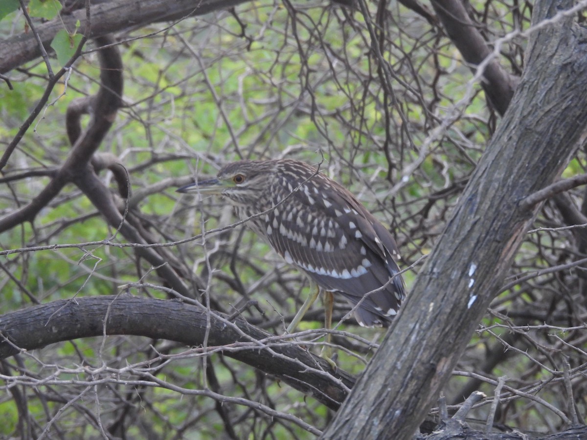 Black-crowned Night Heron - ML611386364