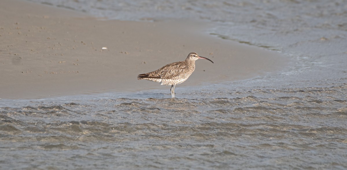 Whimbrel - ML611386385