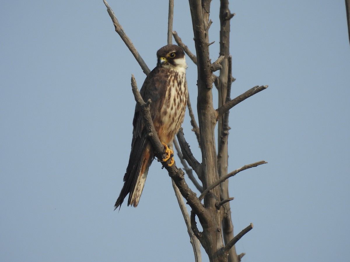 Eurasian Hobby - ravi patel