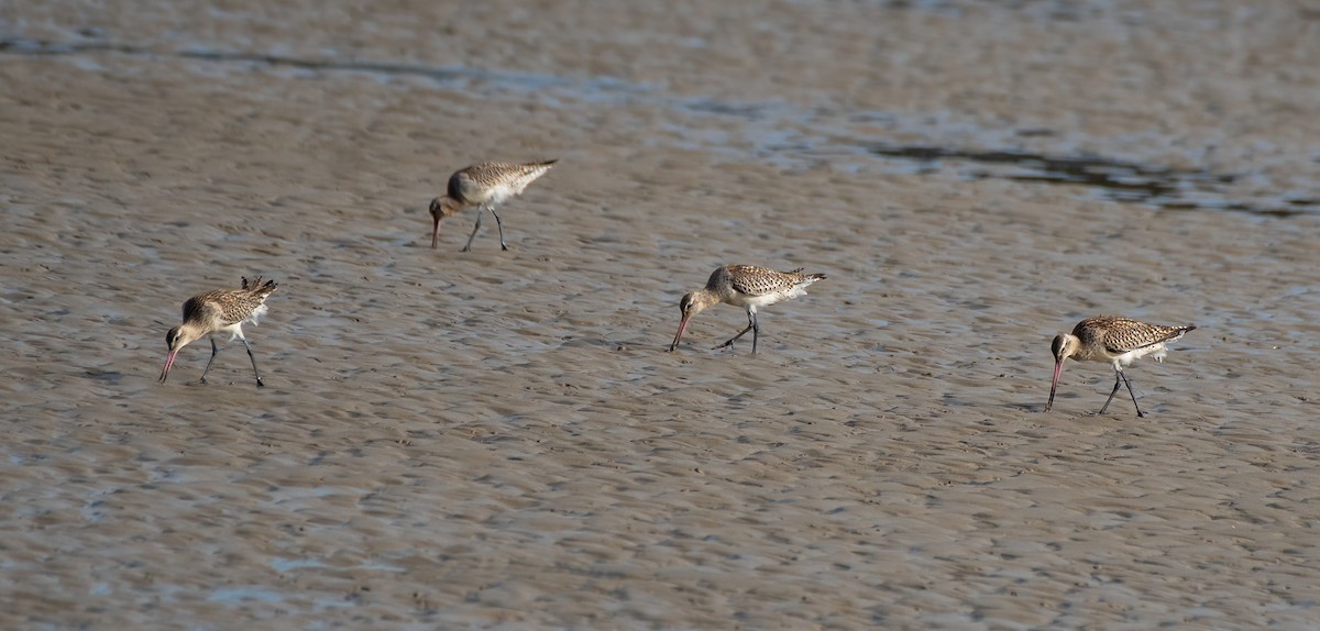 Bar-tailed Godwit - Gordon Arthur