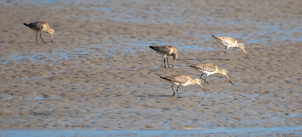 Bar-tailed Godwit - Gordon Arthur