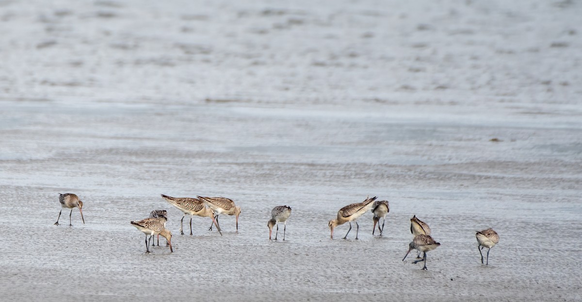 Bar-tailed Godwit - ML611386390