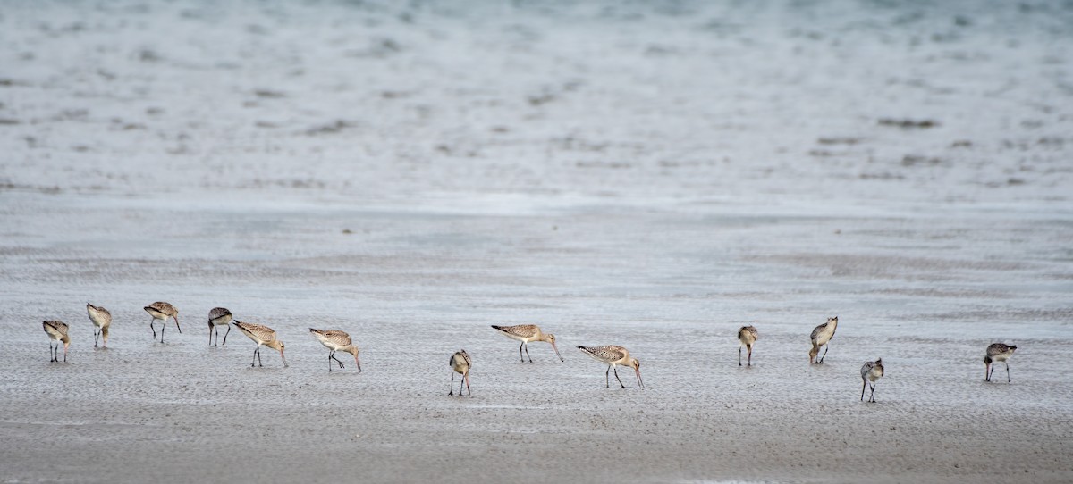 Bar-tailed Godwit - ML611386391