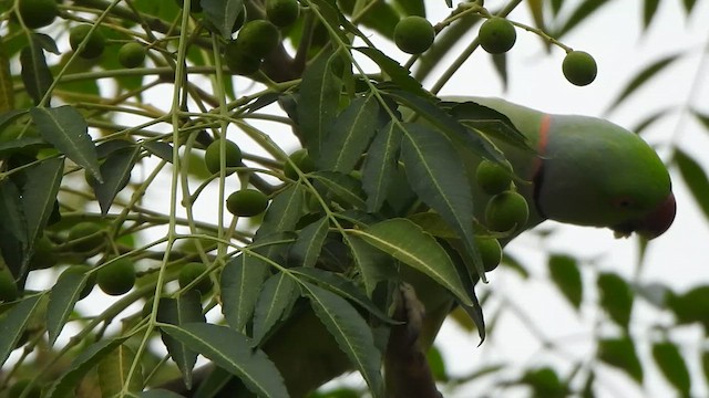 Rose-ringed Parakeet - ML611386393