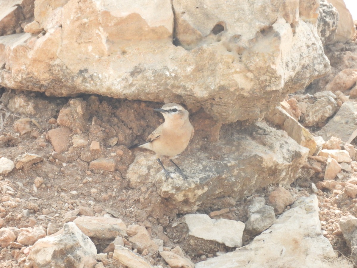 Isabelline Wheatear - ML611386400