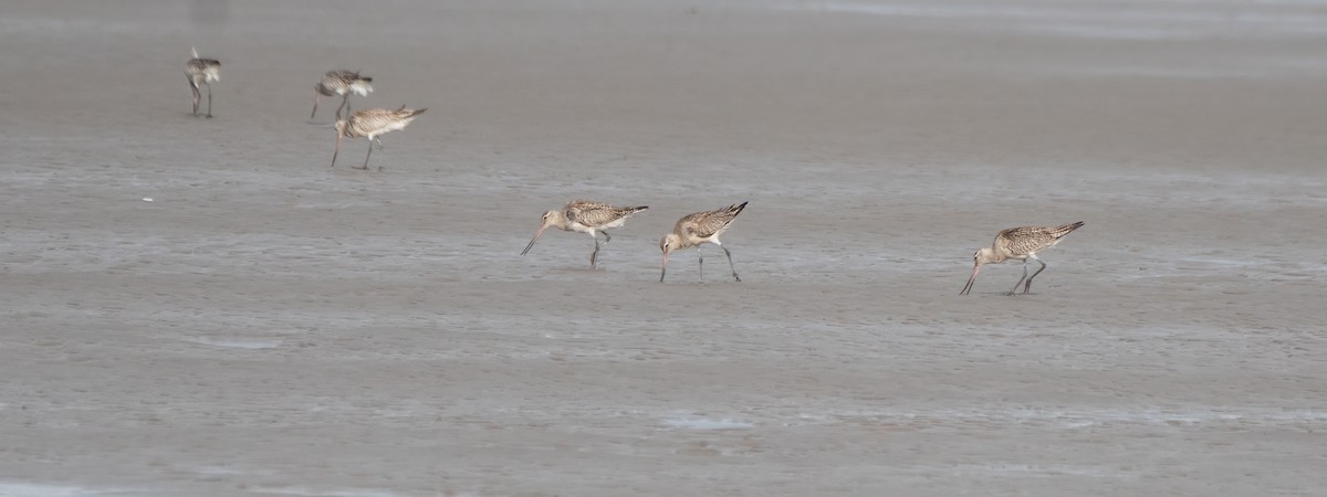 Bar-tailed Godwit - ML611386404