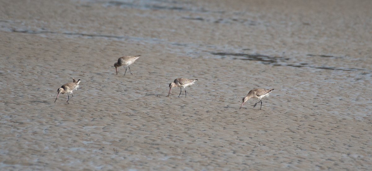 Bar-tailed Godwit - ML611386406