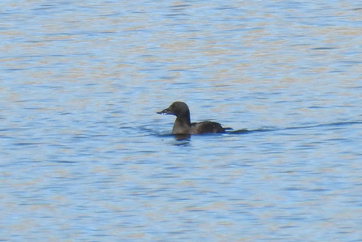 White-winged Scoter - ML611386410