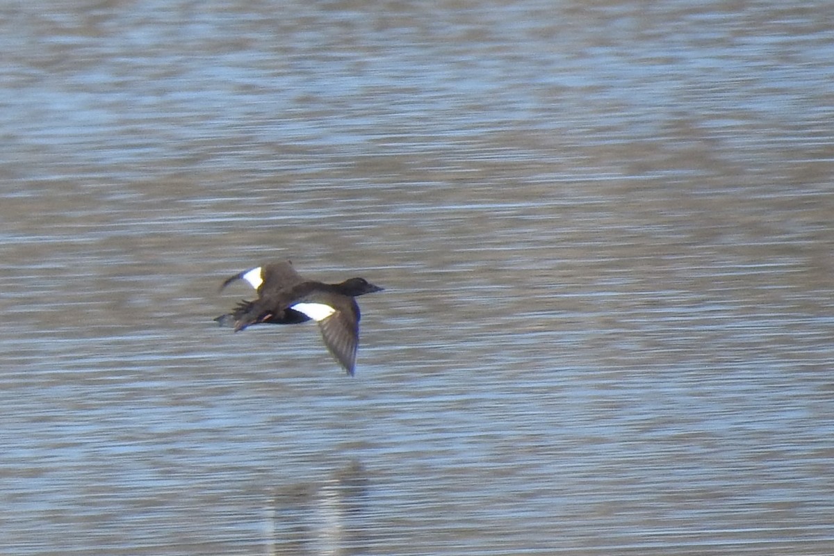 White-winged Scoter - ML611386411