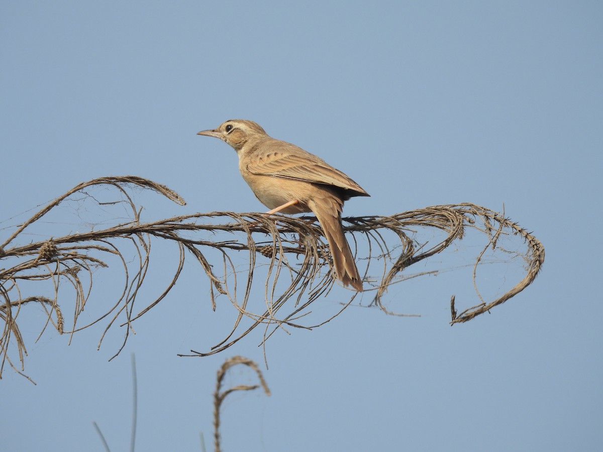 Long-billed Pipit - ML611386413