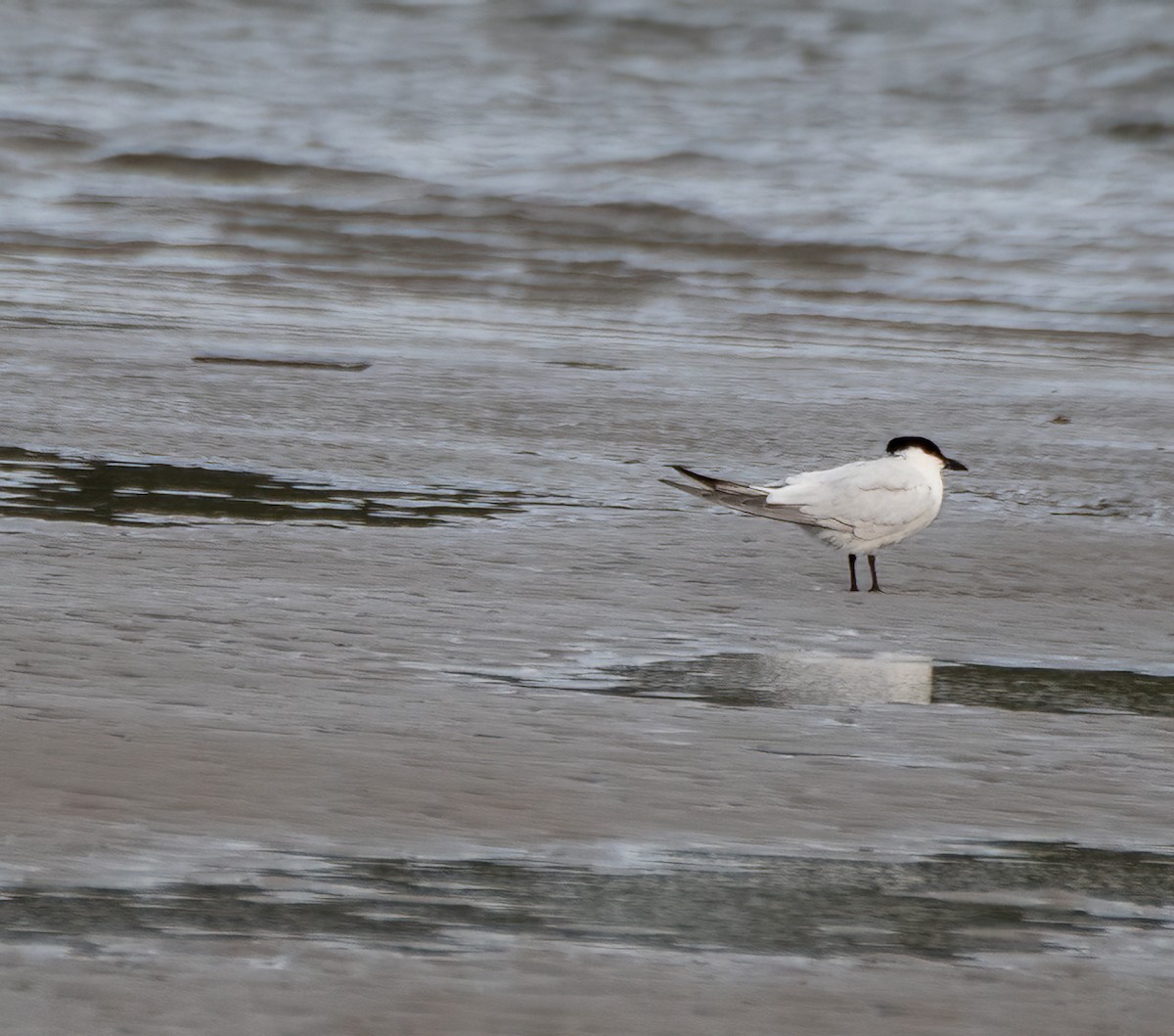 Australian Tern - ML611386436