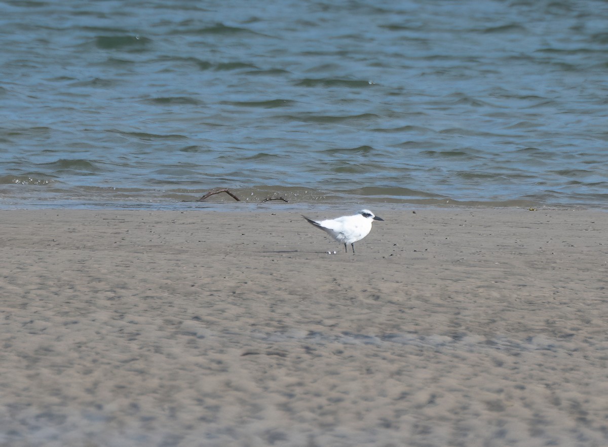 Australian Tern - ML611386442