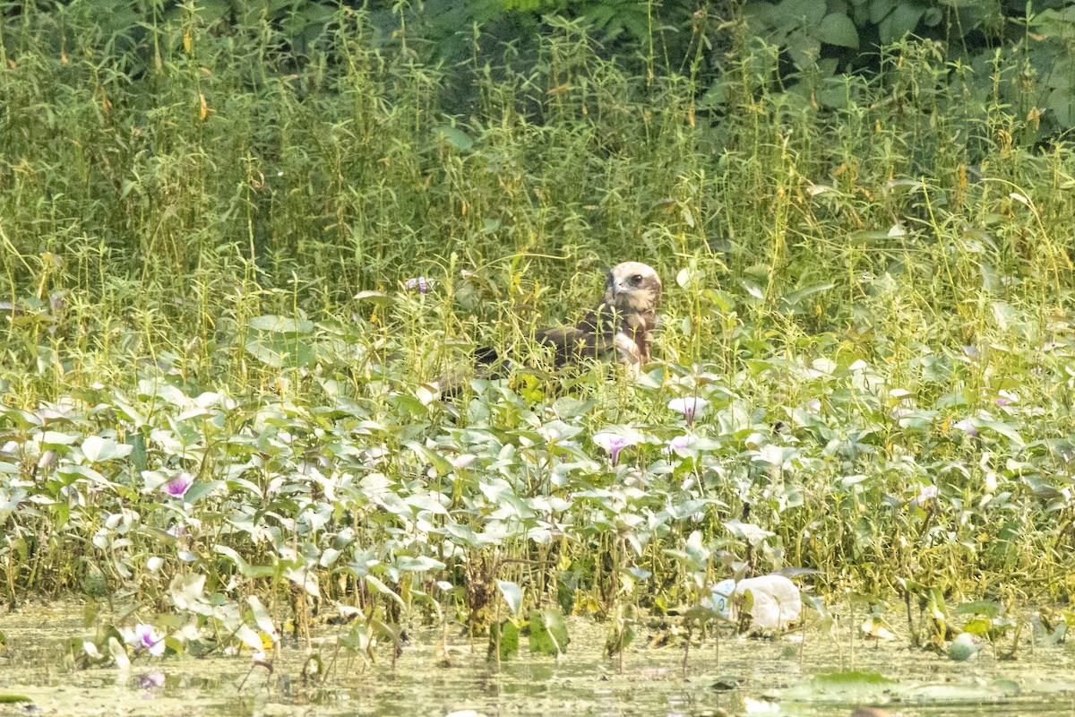 Western Marsh Harrier - ML611386450