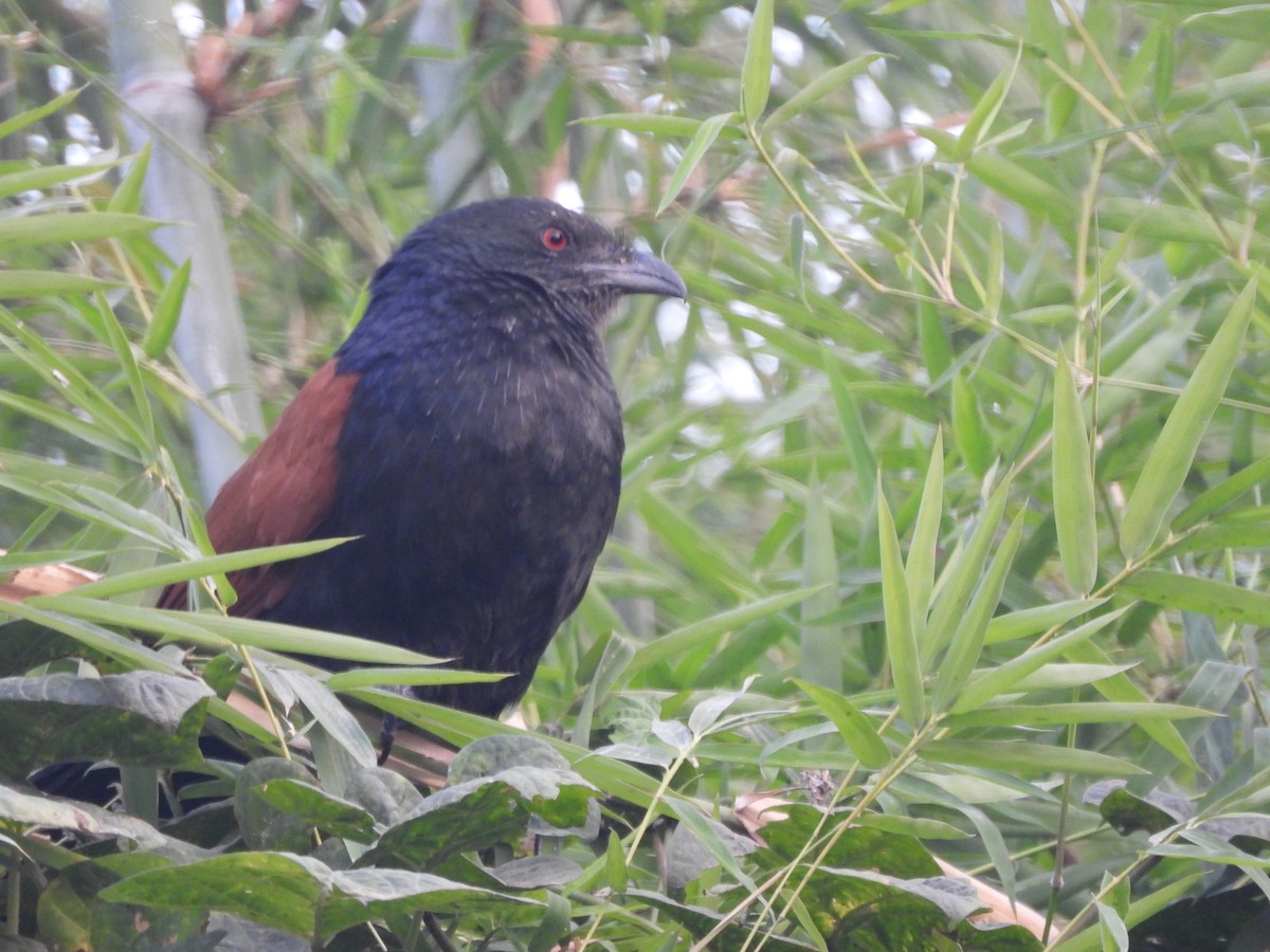 褐翅鴉鵑 - ML611386480