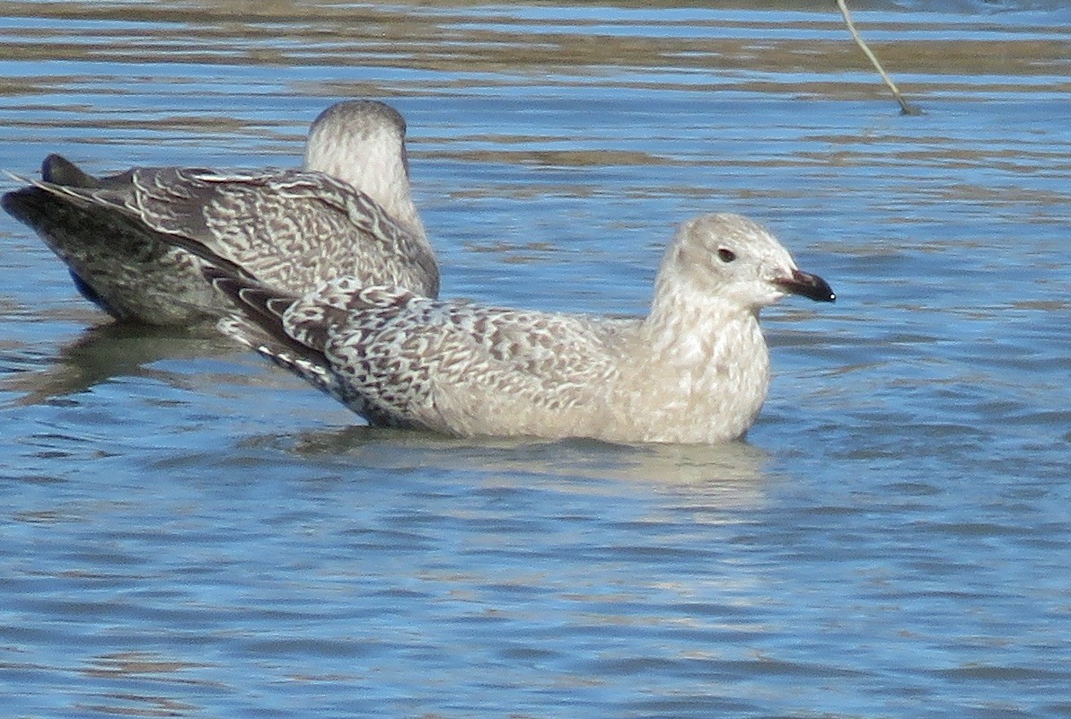 Iceland Gull (Thayer's x Iceland) - Noah Arthur