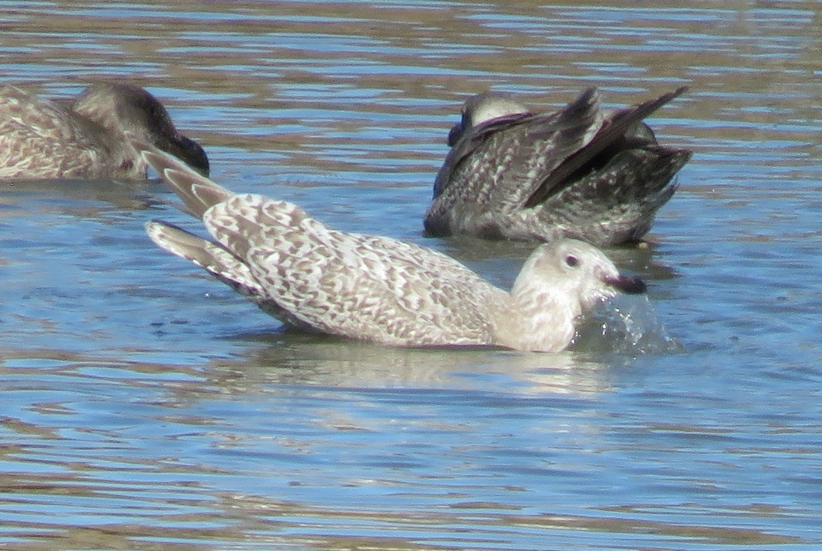 Iceland Gull (Thayer's x Iceland) - ML611386493