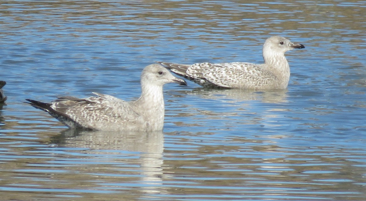 Iceland Gull (Thayer's x Iceland) - Noah Arthur