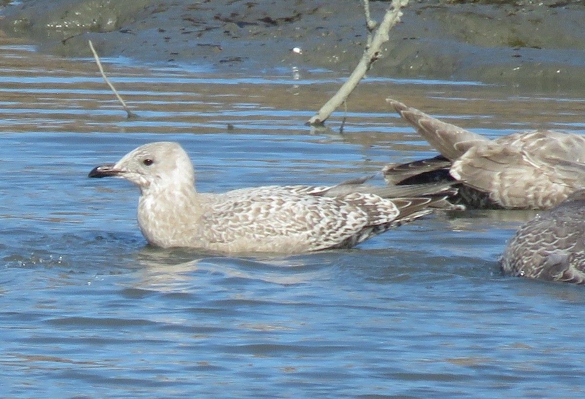 Iceland Gull (Thayer's x Iceland) - ML611386495